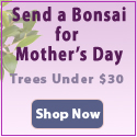 Bonsai Boy of New York Discount Code